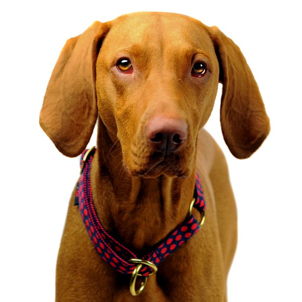 Schlupfhalsband-für-mittelgroße-Hunde-halsband-mit-zugstopp