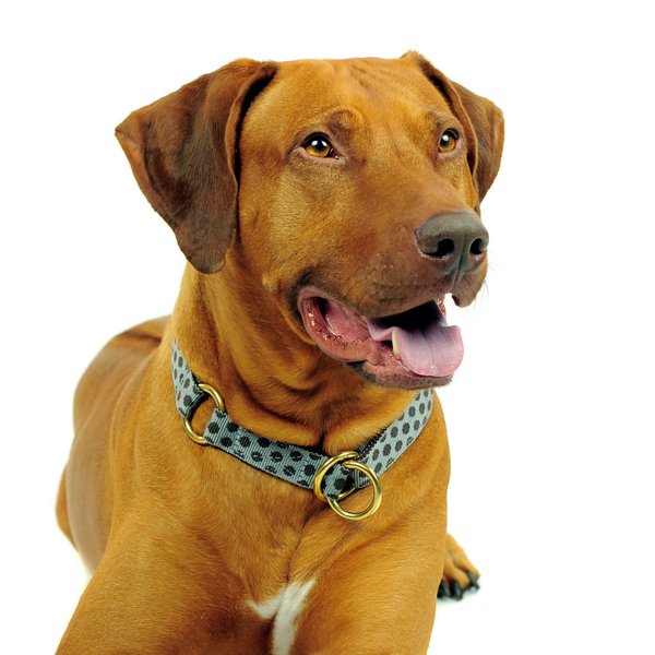Zugstopp-Hundehalsbänder-große-Hunde-Schlupfhalsbänder-in-vielen-Farben-und-Designs