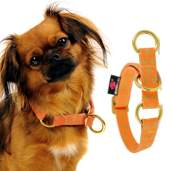 Hundehalsbänder-mit-Zugstopp-begrenzung-in großer-auswahl-hier-kaufen-für-kleine-hunde-dackel, jack-russell