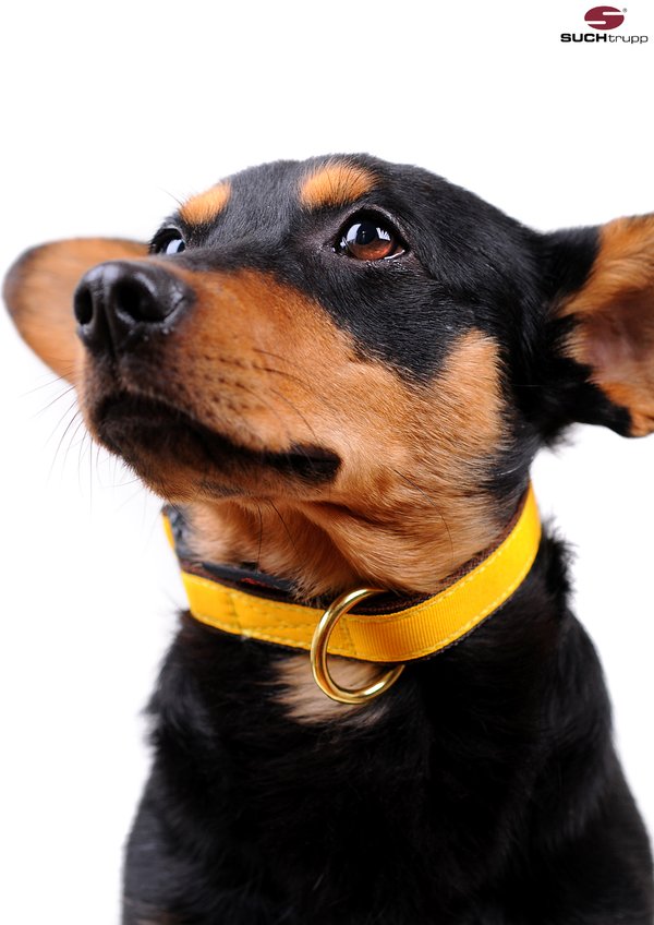 kleiner-hund-hundehalsband-gelb-suchtrupp-schmales-halsband