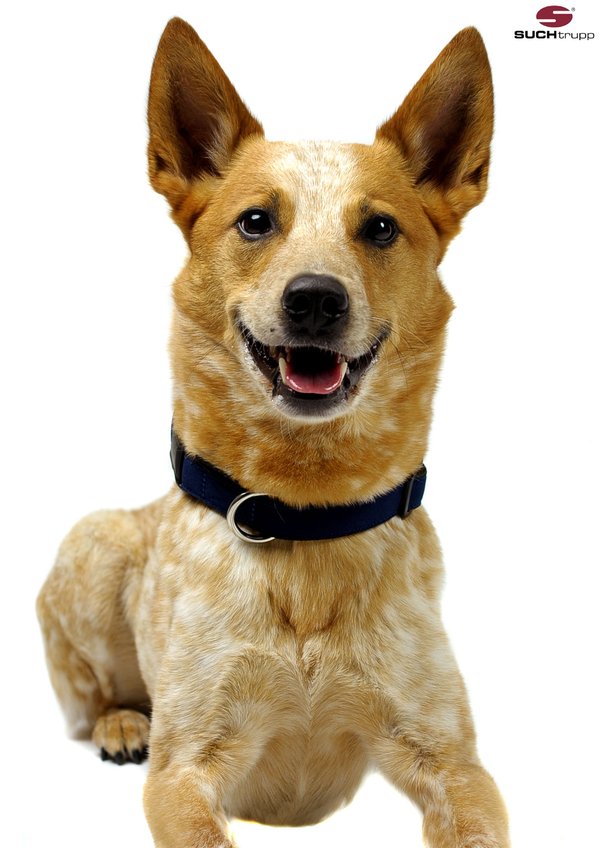 halsband-mittelgroße-hunde-dunkelblau-caddle-dog