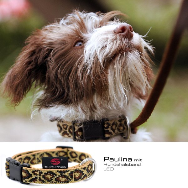 luxus-hundehalsband-kleine-hunde-halsbänder-leo-leopard-suchtrupp