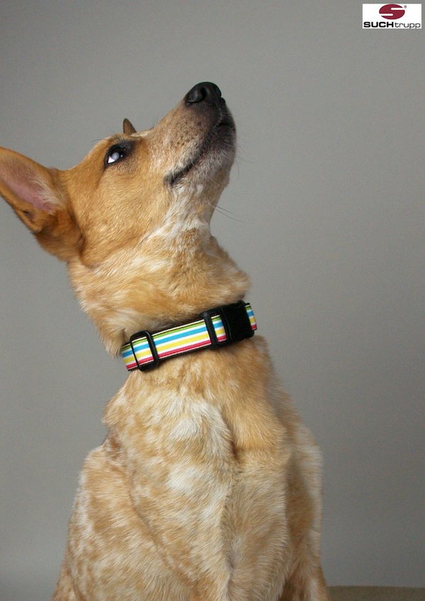 Hundehalsband MARLEY medium, Hundehalsbänder