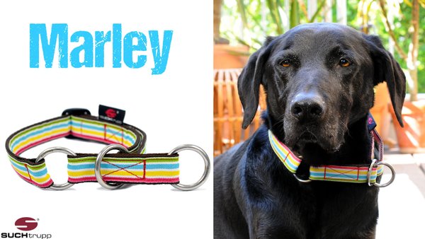 Schlupfhalsband, Stopp-Hundehalsband MARLEY medium