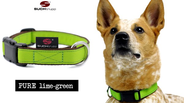 Hundehalsband PURE LIME-GREEN medium, Hundehalsbänder
