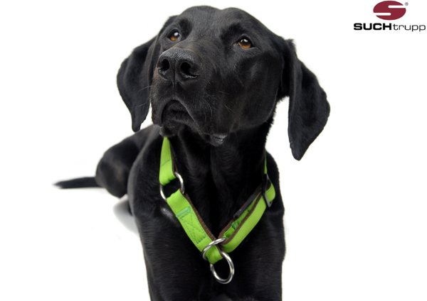 Schlupfhalsband, Stopp-Hundehalsband PURE LIME-GREEN medium