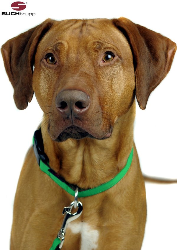Hundehalsband PURE JADE-GREEN large, Hundehalsbänder