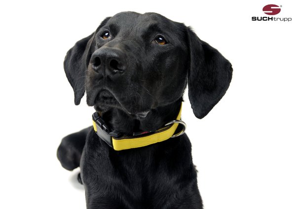 Hundehalsband PURE LIGHT-YELLOW large, Hundehalsbänder