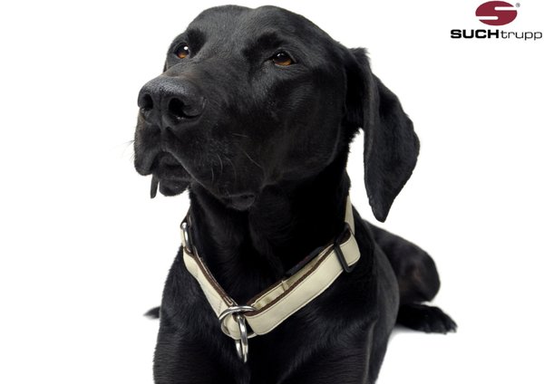 Schlupfhalsband, Stopp-Hundehalsband PURE CREAM medium