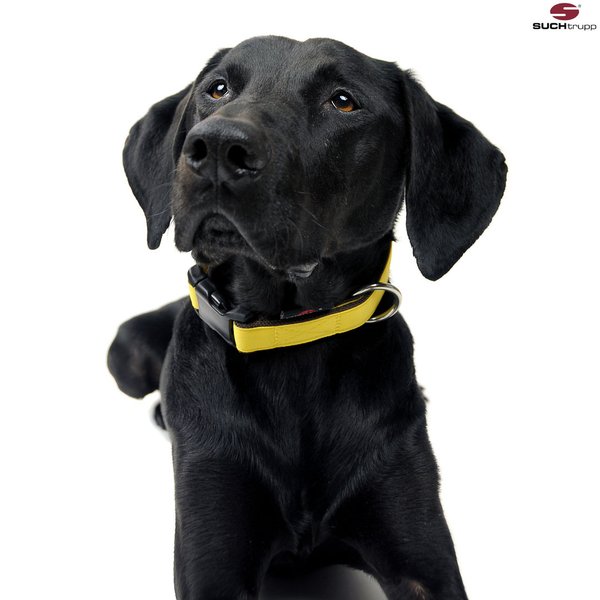Hundehalsband PURE LIGHT-YELLOW medium hellgelb, zitronengelb, schöne besondere Halsbänder
