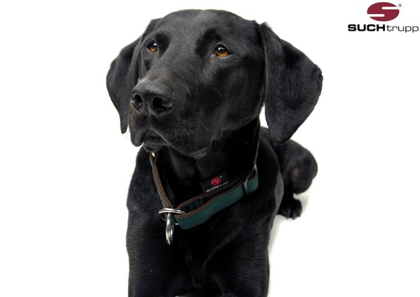 Schlupfhalsband, Stopp-Hundehalsband PURE BRITISH RACING GREEN large
