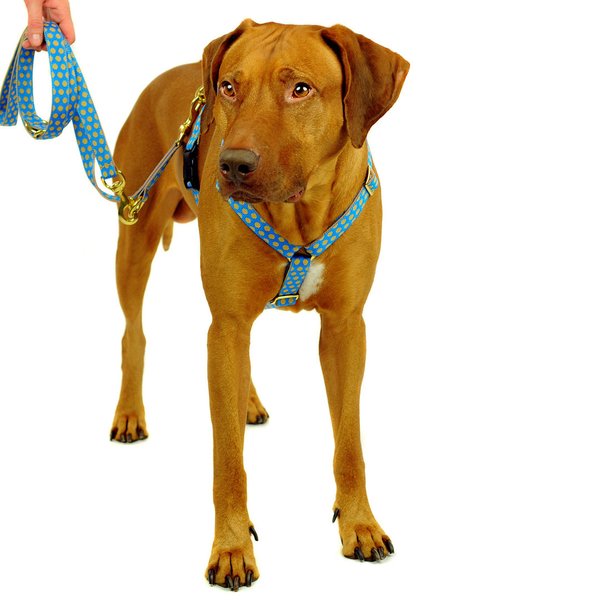 Langleine, Luxus Hundeleine, DOTS ROYALBLUE-BEIGE medium-large, hands-free, große-Hunde, Messing