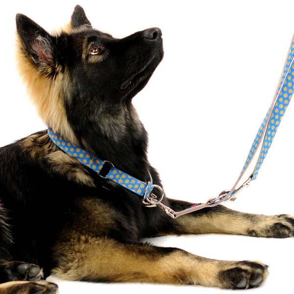Langleine, Luxus Hundeleine, DOTS ROYALBLUE-BEIGE medium-large, hands-free, große-Hunde, Messing