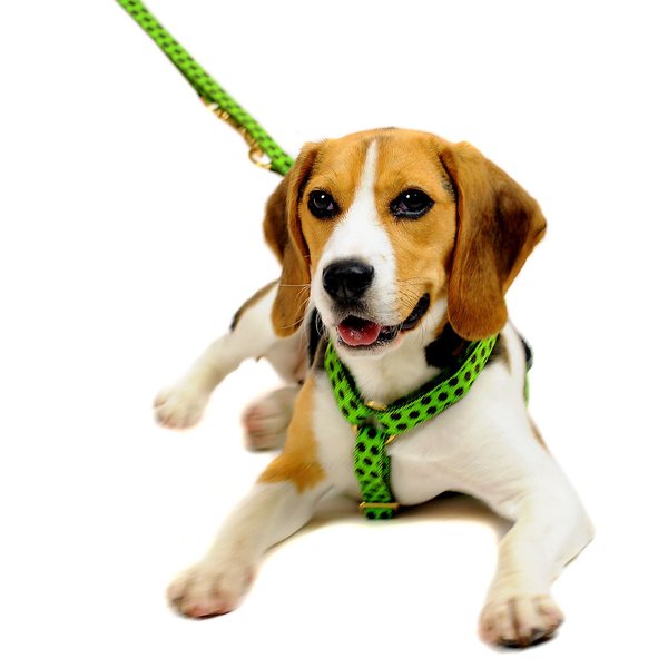 Hundeleine, 2m lang, DOTS LIMEGREEN-BROWN small, Hundeleine, Führleine zum Umhängen mit Messing