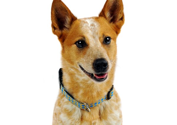 Hundehalsband DOTS BEIGE-ROYALBLUE large, schönste Hundehalsbänder, beige & royalblaue Punkte