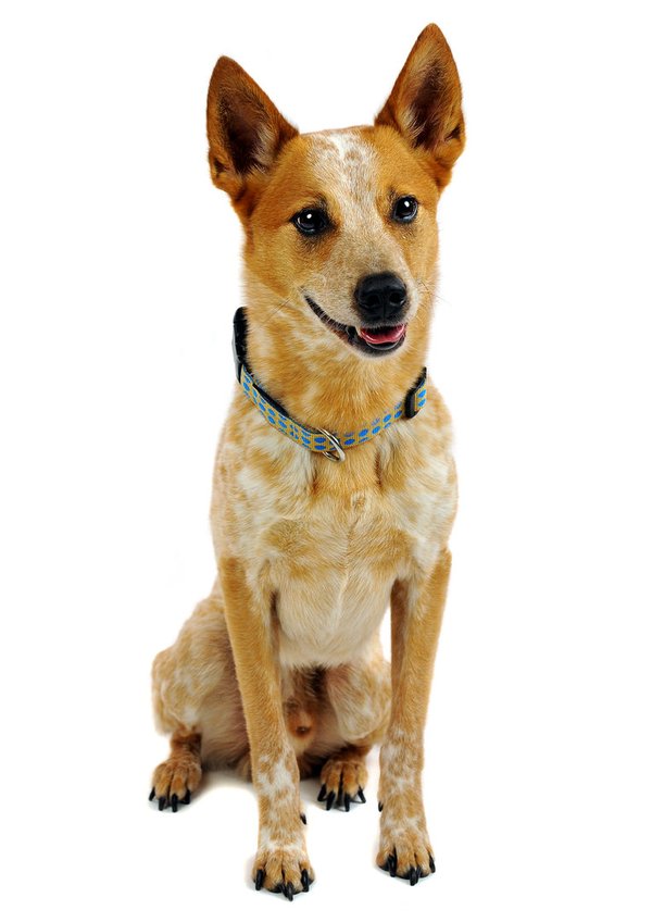 Hundehalsband DOTS BEIGE-ROYALBLUE large, Hundehalsbänder
