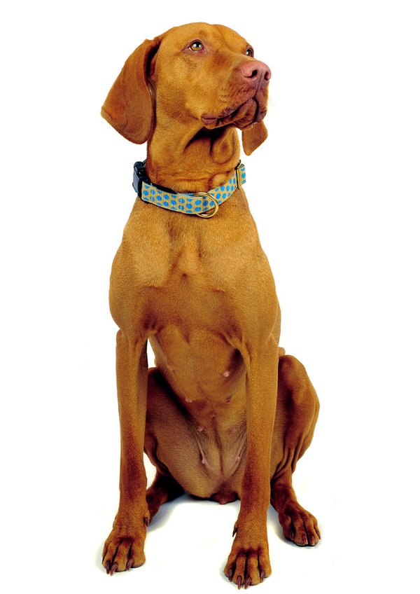 Hundehalsband DOTS BEIGE-ROYALBLUE large, Hundehalsbänder