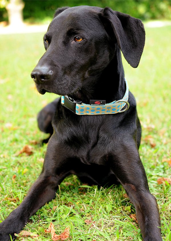 Hundehalsband DOTS BEIGE-ROYALBLUE large, schönste Hundehalsbänder, beige & royalblaue Punkte