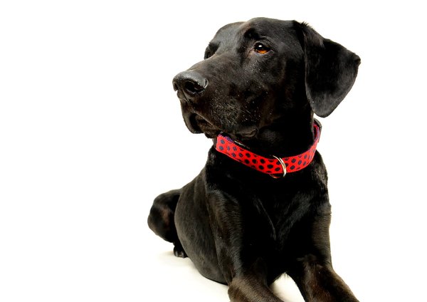 Hundehalsband DOTS RED-DARKBLUE large, ausgefallene Hundehalsbänder, rot & dunkelblau gepunktet