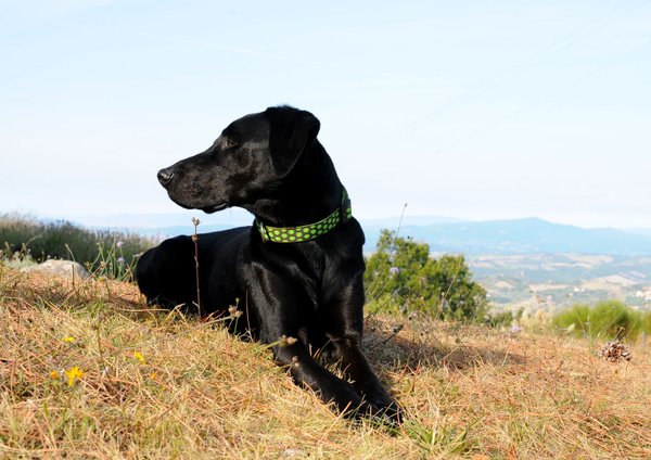Hundehalsband DOTS BROWN-LIMEGREEN large, Hundehalsbänder