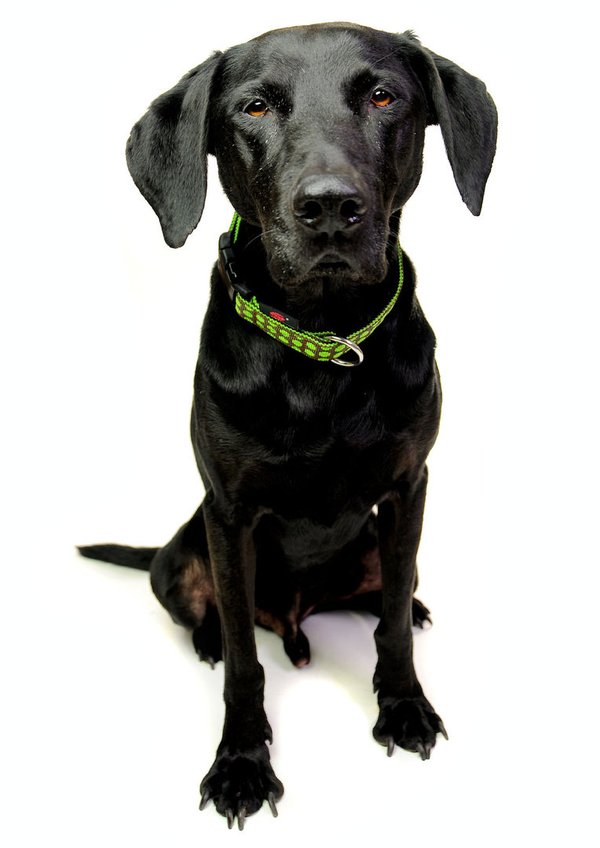 Hundehalsband DOTS BROWN-LIMEGREEN large, handgefertigte Hundehalsbänder braun und grün gepunktet