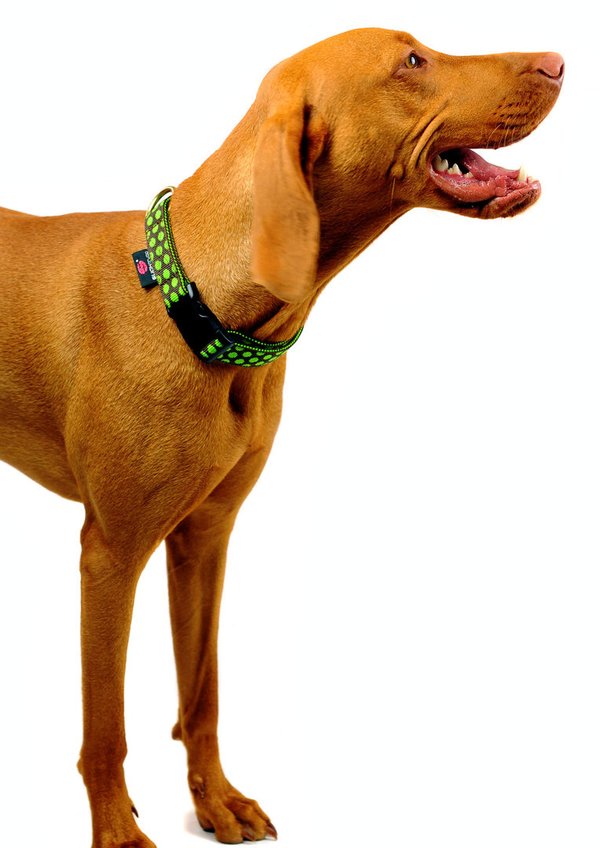 Hundehalsband DOTS BROWN-LIMEGREEN large, handgefertigte Hundehalsbänder braun und grün gepunktet
