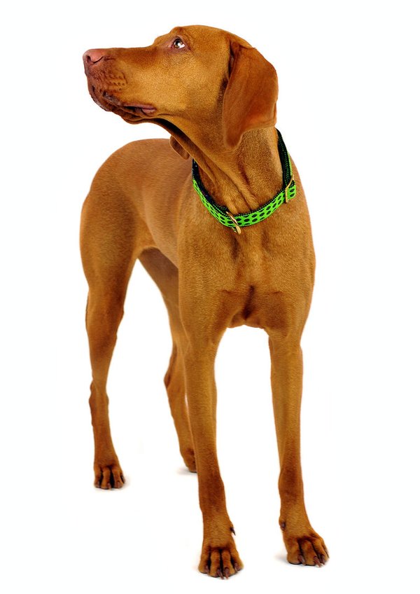 Hundehalsband DOTS LIMEGREEN-BROWN large, hochwertige Hundehalsbänder, grün-braun gepunktet