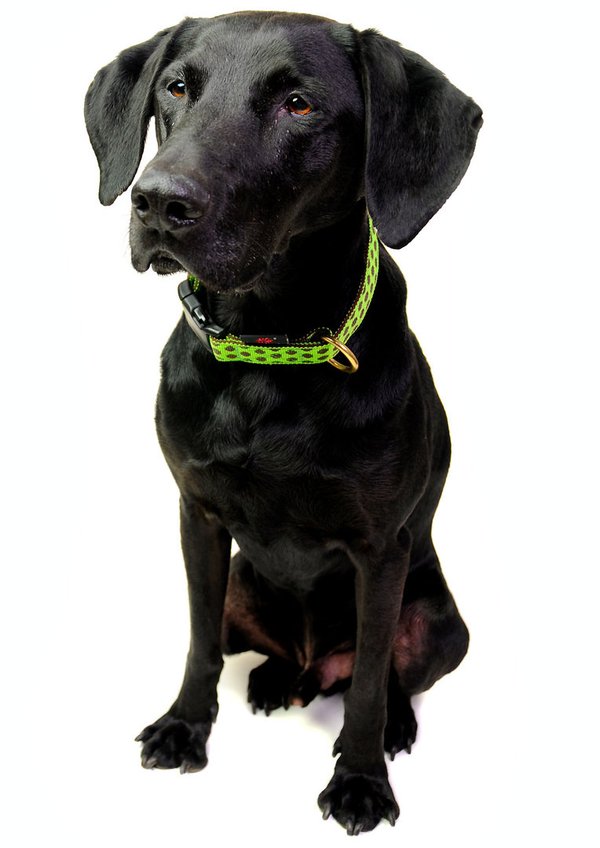 Hundehalsband DOTS LIMEGREEN-BROWN large, schöne Hundehalsbänder, grün mit braunen Punkten