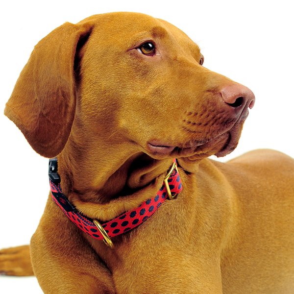 Hundehalsband DOTS RED-DARKBLUE medium, Luxus Hundehalsbänder rot mit blau und Messing