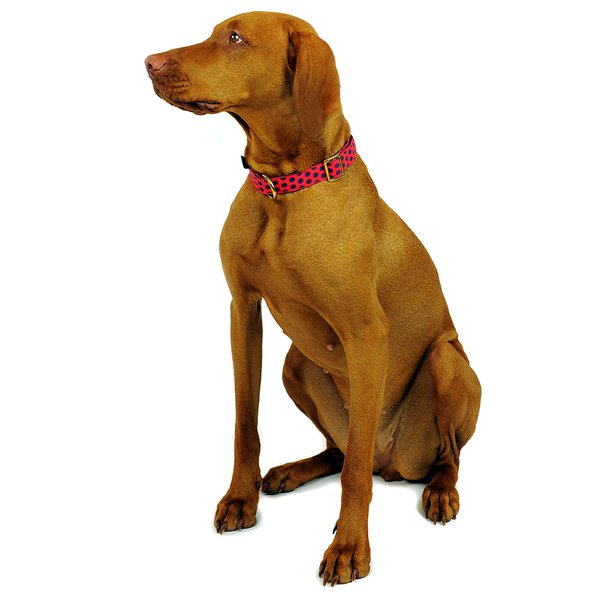 Hundehalsband DOTS RED-DARKBLUE medium, trendy Hundehalsbänder, rot mit dunkelblauen Punkten