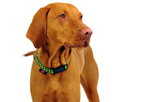 Hundehalsband DOTS BROWN-LIMEGREEN medium, trendy Hundehalsbänder braun mit grünen Punkten