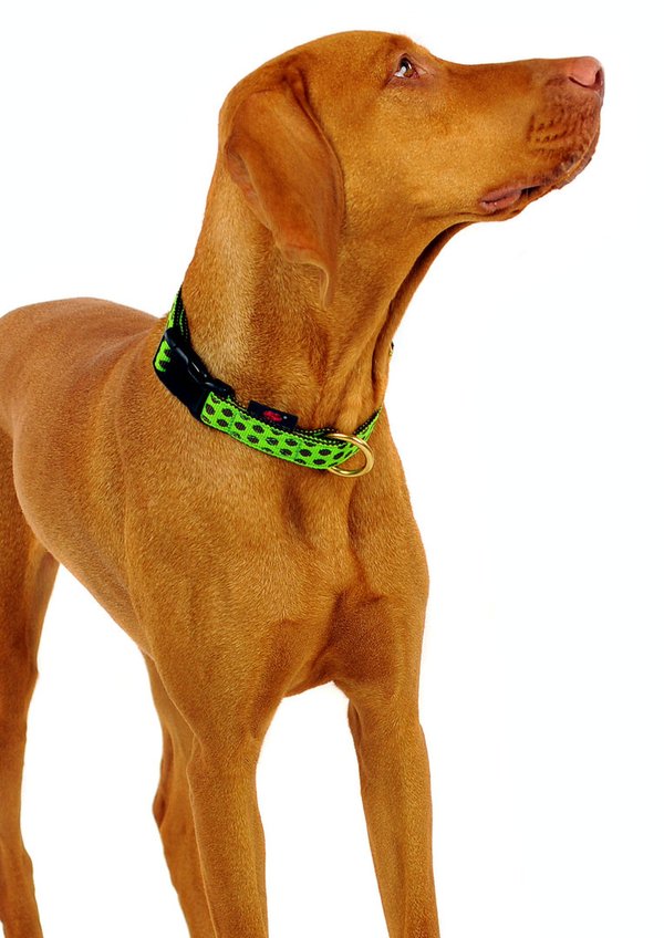 Hundehalsband DOTS LIMEGREEN-BROWN  medium, chice Hundehalsbänder grün & braun mit Messing