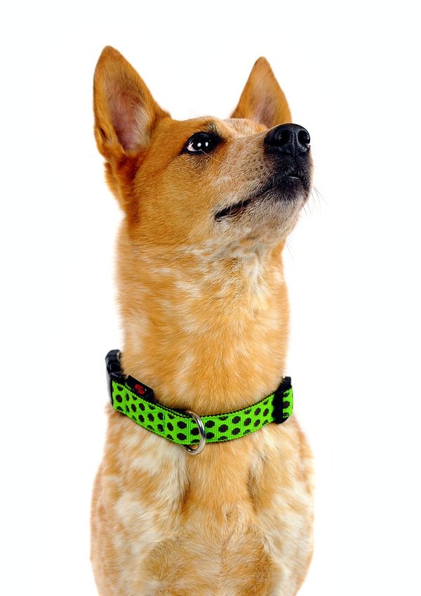 Hundehalsband DOTS LIMEGREEN-BROWN  medium, chice Hundehalsbänder grün & braun mit Messing