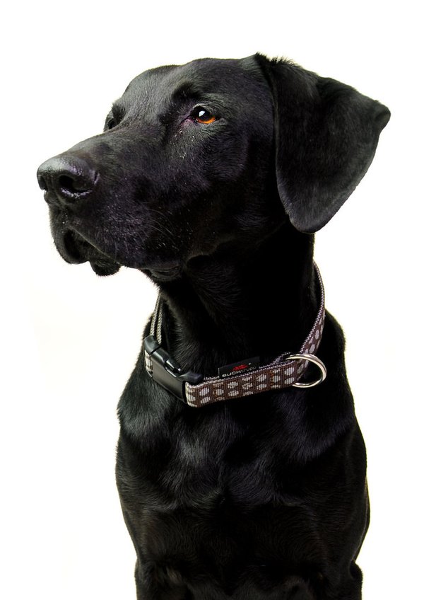 Hundehalsband DOTS BROWN-GREY medium, klassische Hundehalsbänder, schokobraun mit grauen Punkten