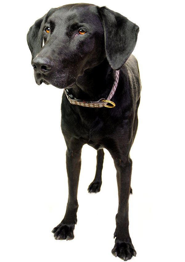Hundehalsband DOTS BROWN-GREY medium, klassische Hundehalsbänder, schokobraun mit grauen Punkten
