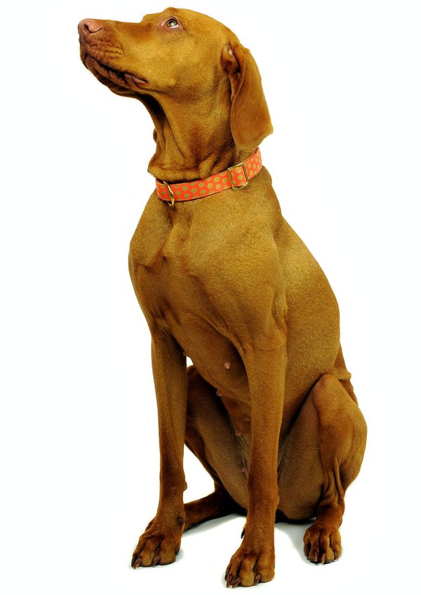 Hundehalsband DOTS ORANGE-BEIGE medium, Luxus Hundehalsbänder mit Messing, orange & beige Tupfen