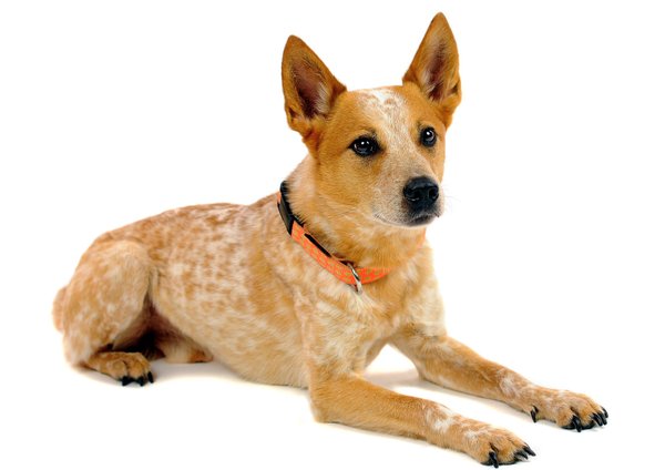 Hundehalsband DOTS ORANGE-BEIGE medium, farbenfrohe Hundehalsbänder orange mit beigen Punkten