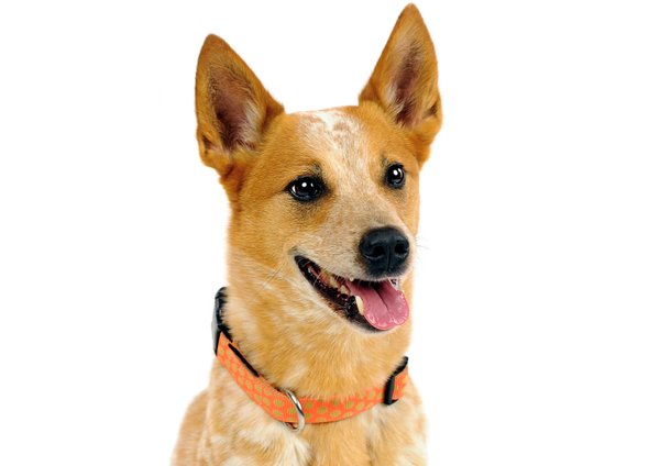 Hundehalsband DOTS ORANGE-BEIGE medium, Luxus Hundehalsbänder mit Messing, orange & beige Tupfen