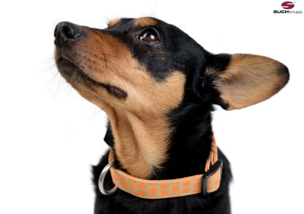 Hundehalsband DOTS BEIGE-ORANGE medium, edle Hundehalsbänder mit Messing-Details, beige & orange