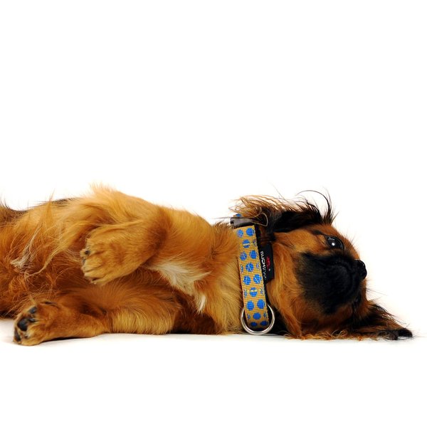Hundehalsband DOTS BEIGE-ROYALBLUE small, Luxus Design-Hundehalsbänder, beige und blau gepunktet.