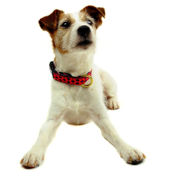 Hundehalsband DOTS RED-DARKBLUE small, Hundehalsbänder mit Messing