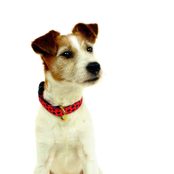 Hundehalsband DOTS RED-DARKBLUE small, Hundehalsbänder mit Messing