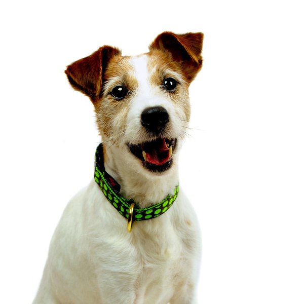 Hundehalsband DOTS BROWN-LIMEGREEN golden small, Hundehalsbänder mit Messing-Details