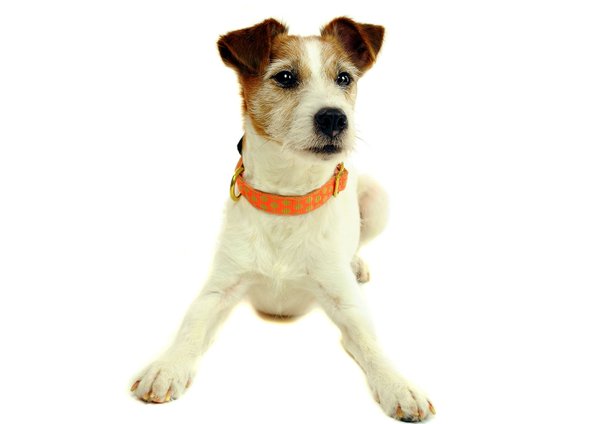 Hundehalsband DOTS ORANGE-BEIGE small, hochwertige Hundehalsbänder mit Messing-Details, purer Luxus