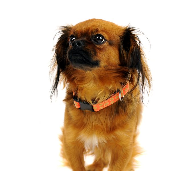 Hundehalsband DOTS ORANGE-BEIGE small, besondere Hundehalsbänder- schönes Orange mit beigen Punkten