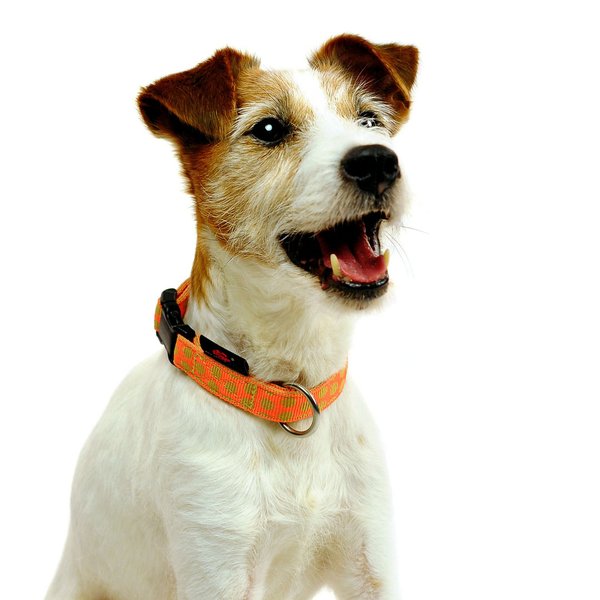 Hundehalsband DOTS ORANGE-BEIGE small, hochwertige Hundehalsbänder mit Messing-Details, purer Luxus