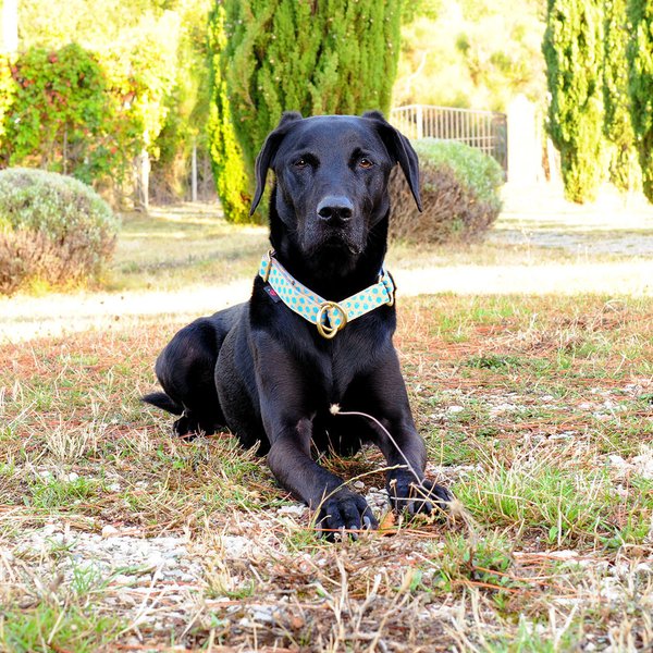 Schlupfhalsband, luxuriöses Hundehalsband mit Stopp, DOTS BEIGE-ROYALBLUE large, Messing