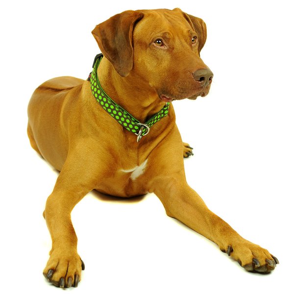 Schlupfhalsband, Hundehalsband mit Stopp, DOTS BROWN-LIMEGREEN large, Hundehalsbänder mit Messing
