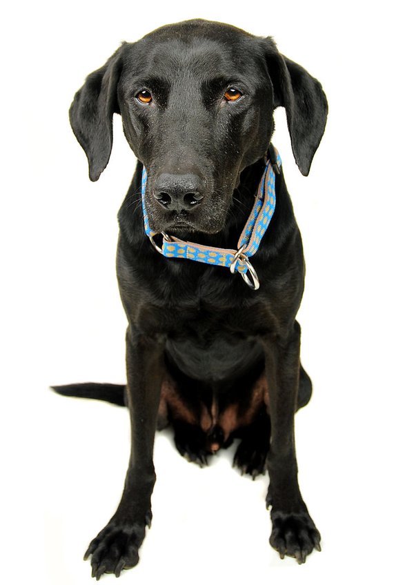 Schlupfhalsband / Hundehalsband mit Stopp, DOTS ROYALBLUE-BEIGE medium, Hundehalsbänder Luxus