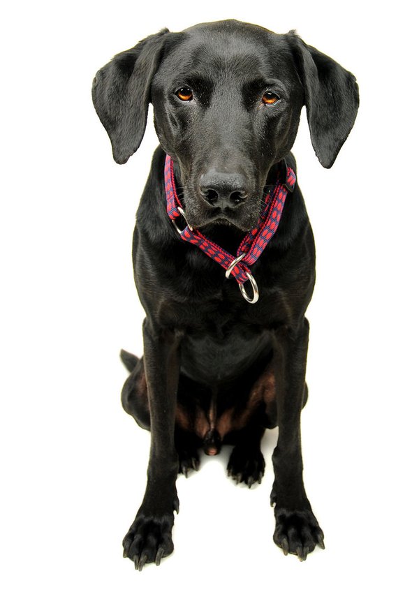 Schlupfhalsband, Hundehalsband mit Stopp, DOTS DARKBLUE-RED medium, Hundehalsbänder Messing